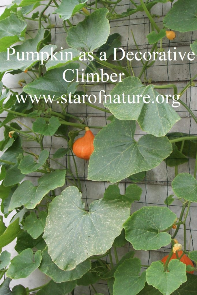 Pumpkin as a decorative climber: pumpkin climbing up support attached to a wall.