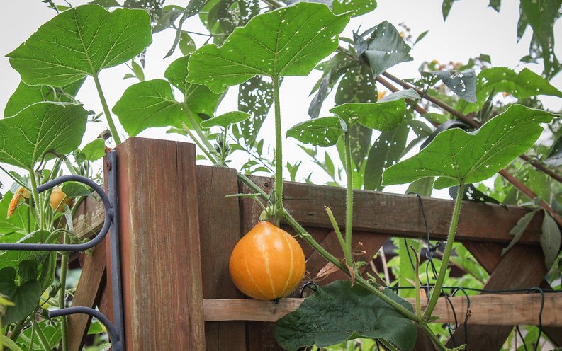 Pumpkin as a Decorative Climber: the Useful and the Curious