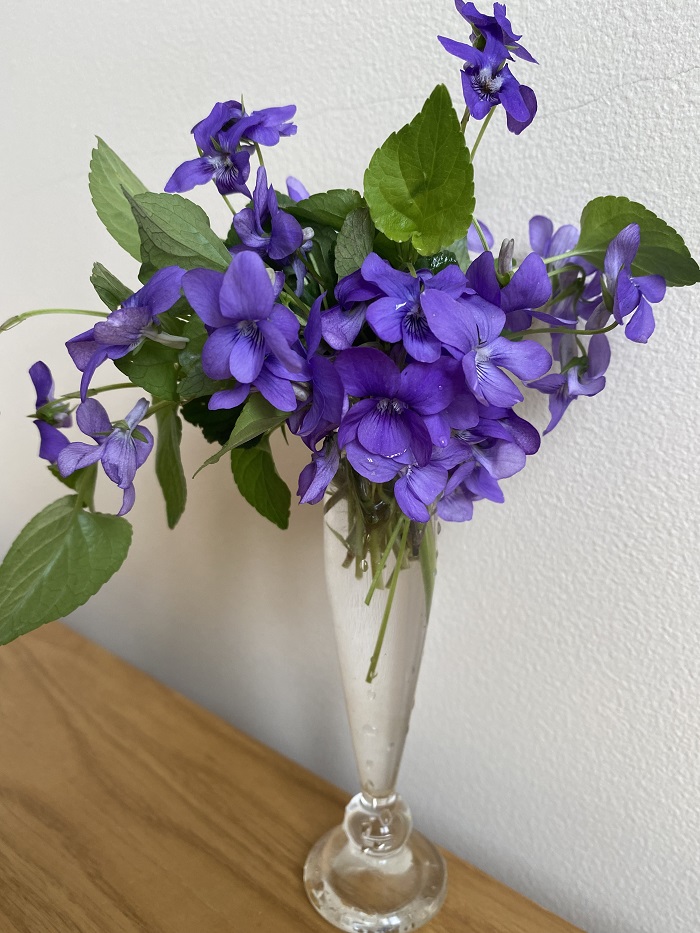 A bunch of violets in a vase.
