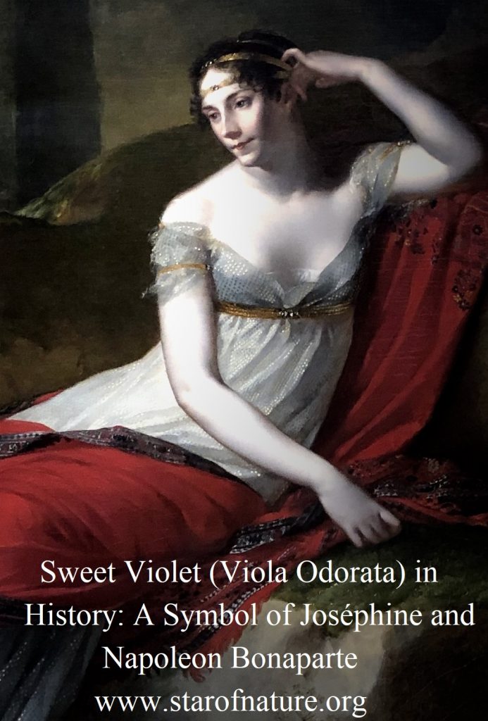 Sweet Violet (Viola Odorata) in History: portrait of Joséphine Bonaparte.
