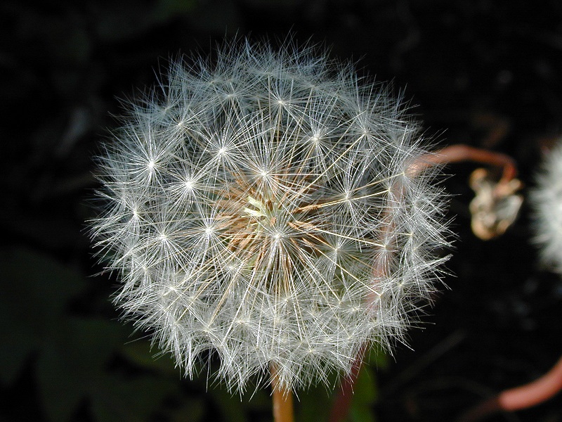Dandelion as a Vegetable: a Beautiful and Useful Gift of Nature