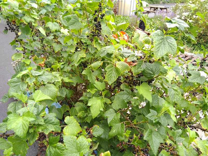 Growing blackcurrant in a garden.