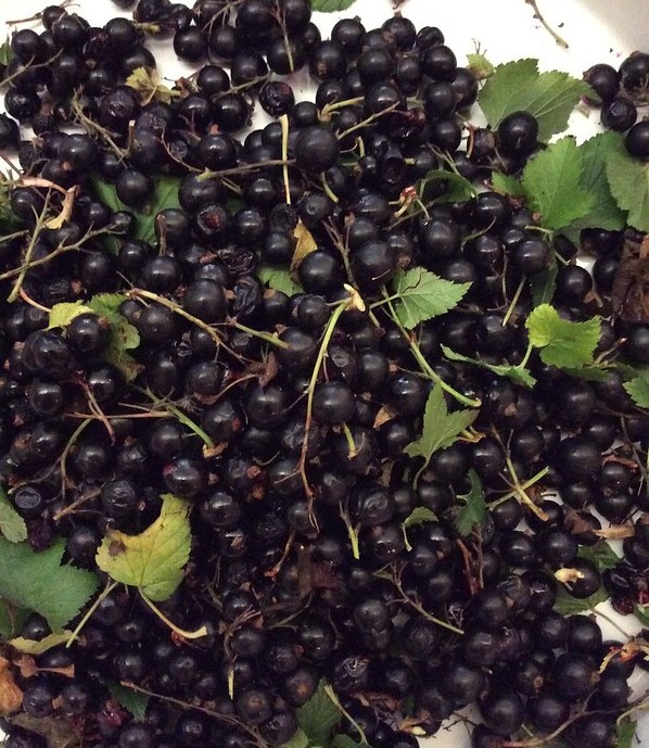 Growing blackcurrant  -  'Ben Lomond', a modern Scottish variety.