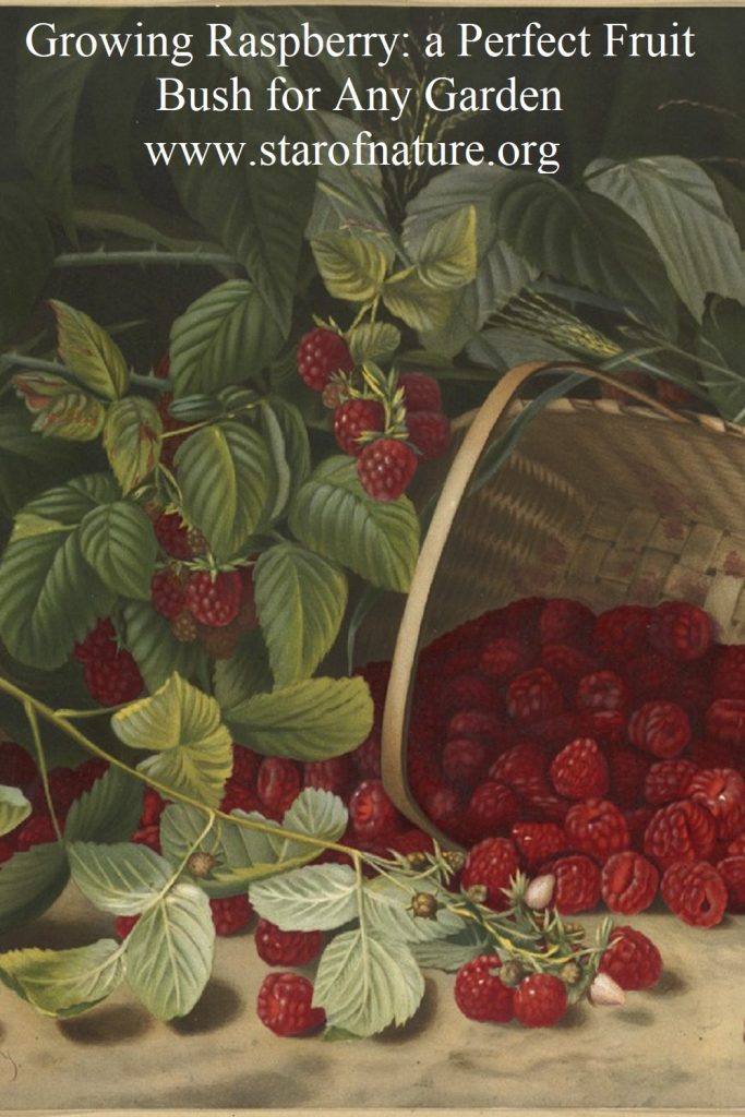 Growing Raspberry: a Perfect Fruit Bush for Any Garden - pin image.