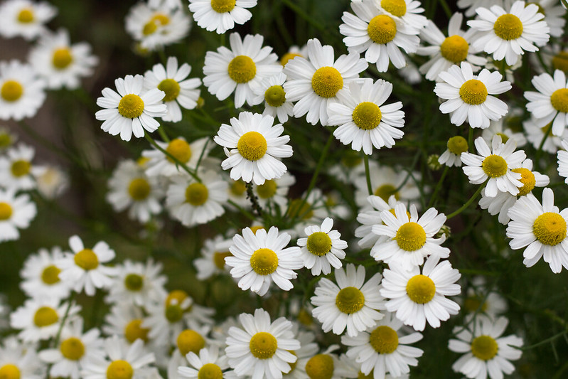 Ingredients for home-made herbal toners for dry skin: chamomile.