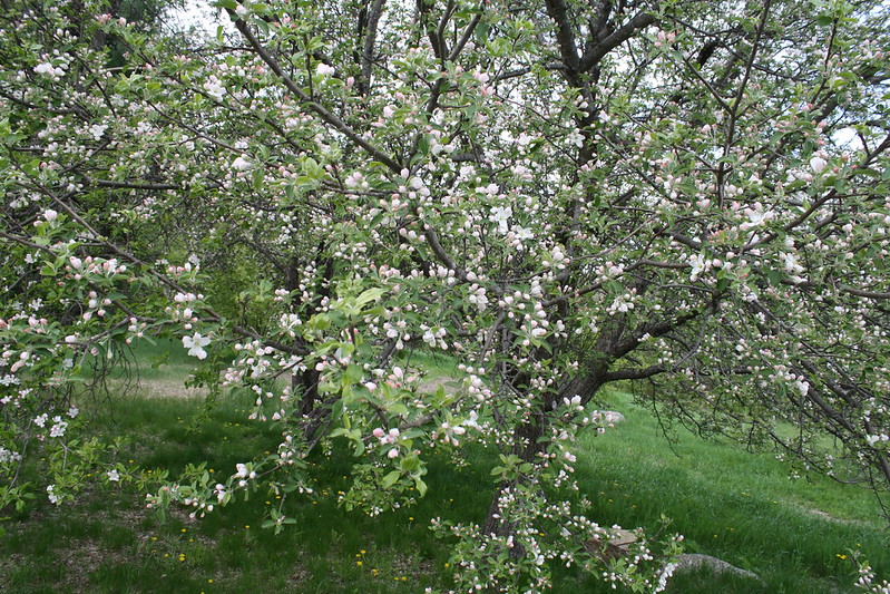 Medieval garden plants: apple tree.