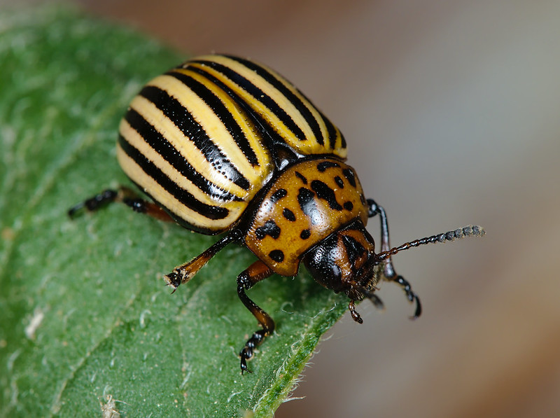 Why Organic is better: Colorado potato beetle.
